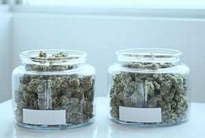 Jars of medical cannabis at a dispensary counter